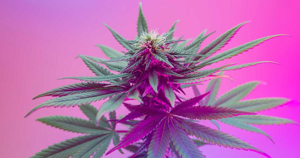 Genetics and Lineage of King of Buds Strain