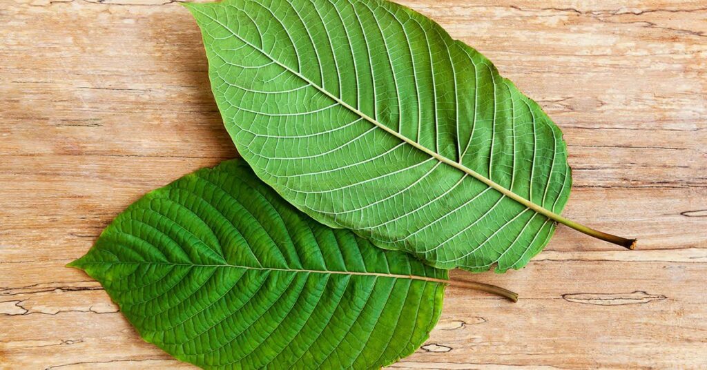 Malay Kratom: Origins, Strains, and Cultural Significance