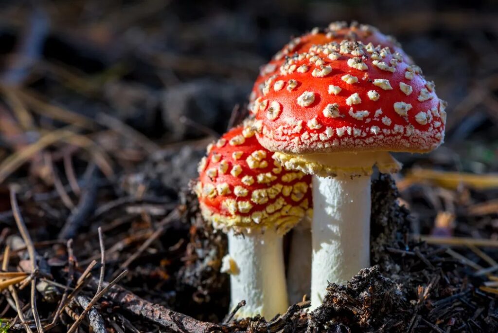Ingesting Enchantment: The Magic of Amanita Muscaria Gummies