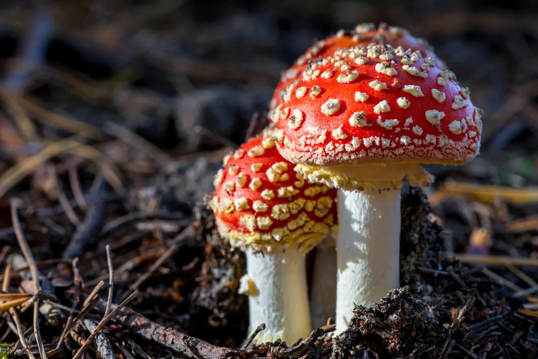 Ingesting Enchantment: The Magic of Amanita Muscaria Gummies