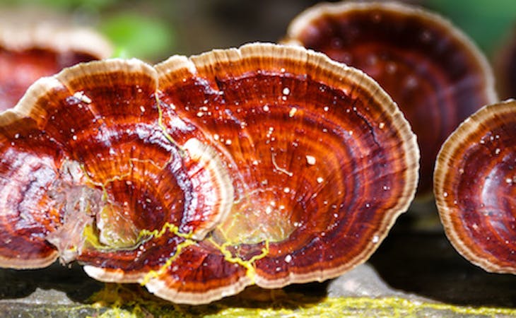 How Mushrooms Can Improve Your Sleep: The Science Behind It