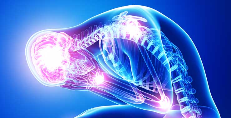  Stress Affects the Immune System
